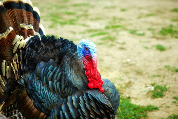Man Turkiet, Meleagris Gallopavo, stående på gården — Stockfoto