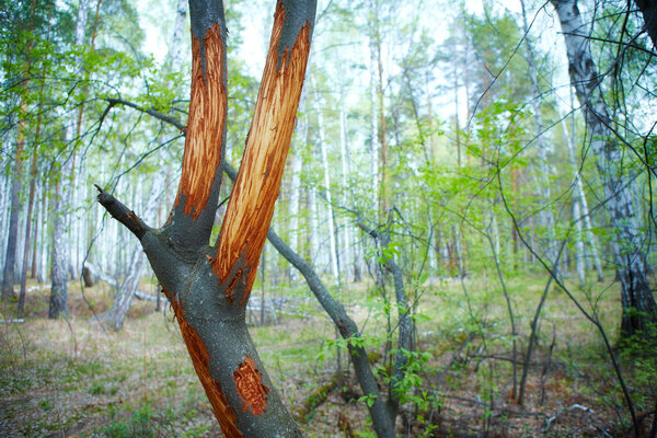 Деталь ствола ивы с корой, съеденной оленями в холодную долгую зиму