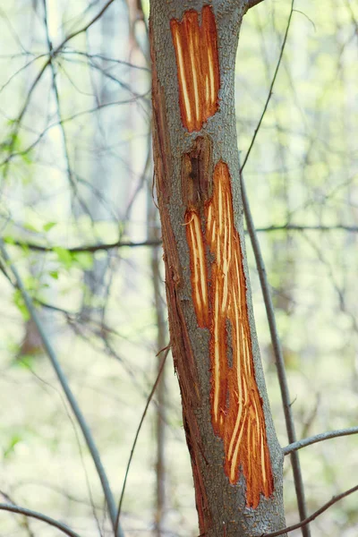 柳树树干的细部，外面的树皮是鹿儿在漫长的寒冬里吃的 — 图库照片