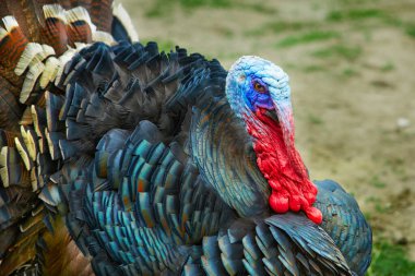 Portrait of a bronze Turkey in a farmyard. The Farming Of Birds For Thanksgiving. clipart