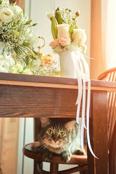 귀여운 고양이가 신부의 부케와 신랑의 버팀목에서 리본을 가지고 — 스톡 사진
