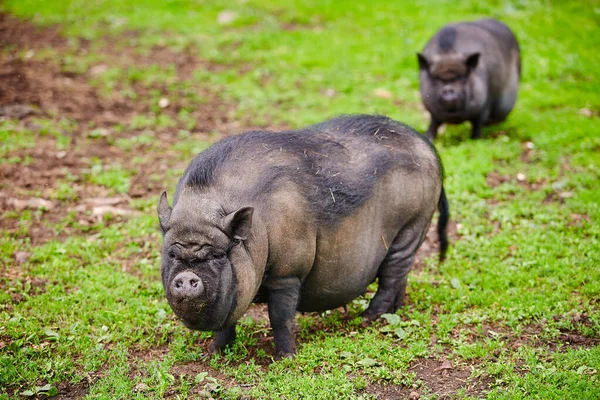 越南猪在绿色的牧场上 农场里的宠物 — 图库照片