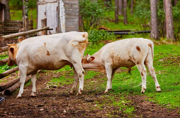 古い農場の庭の母牛から子牛が乳を吸う — ストック写真