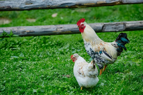 Tupp Eller Kyckling Traditionell Frigående Fjäderfäfarm — Stockfoto