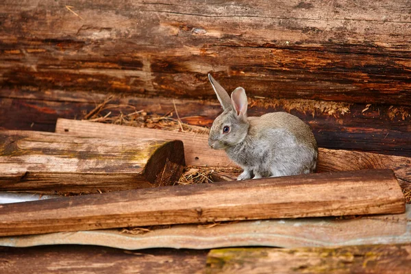 Милый Серый Кролик Сидит Бревенчатой Стены — стоковое фото