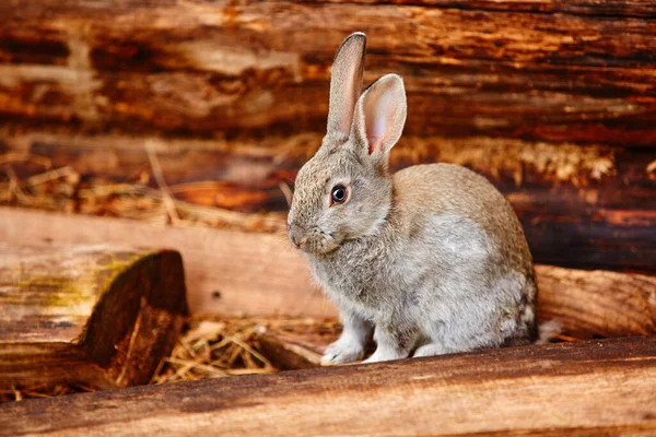 かわいい灰色のウサギが丸太の壁の近くに座っています — ストック写真