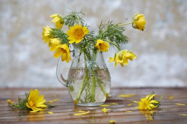 Bahar hala hayattır. Yağmurdan sonra cam bir kavanozda sarı Adonis çiçekleri, hepsi bir su damlasında. Boşluğu kopyala, seçici odak.