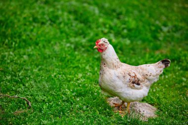 Genç beyaz bir tavuk, çiftlikteki yeşil çimlerin üzerinde yürüyordu. Doğal içerik kavramı..