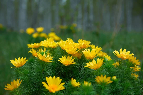 Selvagem Primavera Flor Amarela Brilhante Adonis Vernalis — Fotografia de Stock