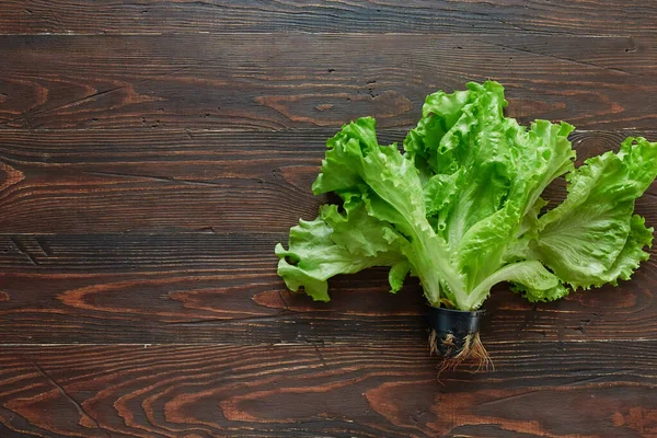 Salata Verde Frunze Într Vas Cultivat Pentru Vânzare Supermarketuri Umiditatea — Fotografie, imagine de stoc