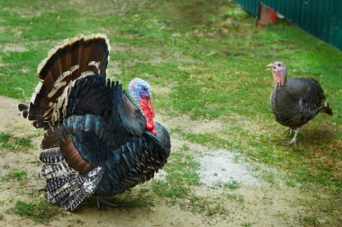 Onurlu görünümlü erkek hindi. Muhteşem, kırmızı mercanlar ve mavi bir kafası var..