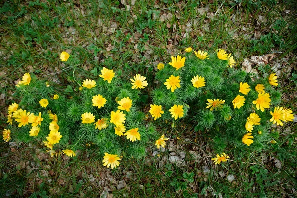 Sauvage Printemps Fleur Jaune Vif Adonis Vernalis — Photo