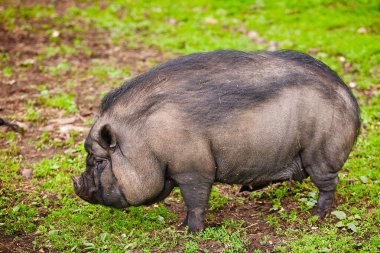 Yeşil çayırdaki Vietnamlı domuz. Çiftlikte evcil hayvan.