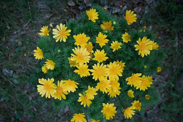 Sauvage Printemps Fleur Jaune Vif Adonis Vernalis — Photo