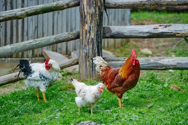 Tupp Eller Kyckling Traditionell Frigående Fjäderfäfarm — Stockfoto