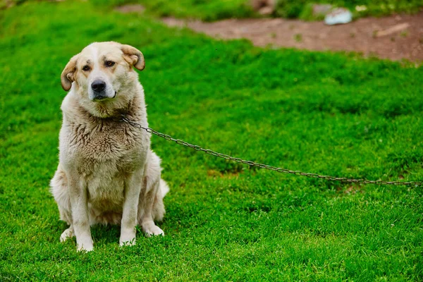 Perro Mestizo Blanco Está Encadenado Corral — Foto de Stock