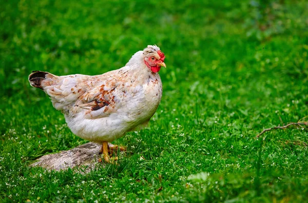 A young white hen laying hen on free maintenance, walking on the green grass in the farmyard. The concept of natural content..