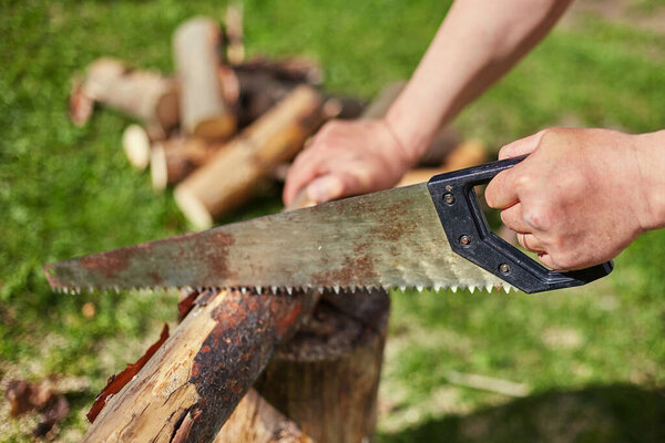 Sawing dry logs for firewood with a hand saw.