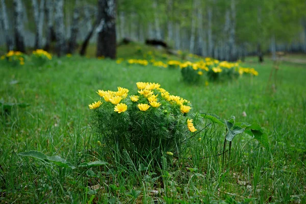 Дикая Весна Ярко Желтый Цветок Adonis Vernalis Полях Березового Леса — стоковое фото