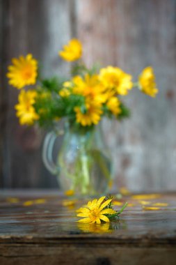Bahar hala hayattır. Yağmurdan sonra cam bir kavanozda sarı Adonis çiçekleri, hepsi bir su damlasında. Boşluğu kopyala, seçici odak.