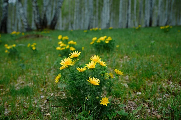 Printemps Sauvage Fleur Jaune Vif Adonis Vernalis Dans Les Clairières — Photo