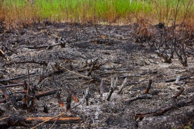 Orman yangını. Kuru ot ve ağaçlardan oluşan yanan tarlalar. Sıcak rüzgârlı havadan kaynaklanan vahşi ateş. Yanmış çimenlerin külleri. Sahada yanmış kuru otları kapatın. Ekolojik sorun