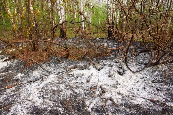 Forest wildfire. Burning field of dry grass and trees. Wild fire due to hot windy weather. Ashes of the burnt grass. Close up burned dry grass on the field. Ecological problem