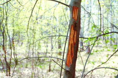 Soğuk kışta geyikler tarafından yenen bir söğüt ağacının ayrıntıları..