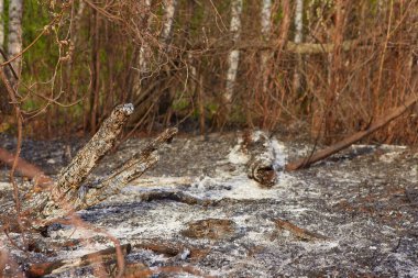Orman yangını bitki örtüsünü yaktı. Sadece kül ve kül kaldı.