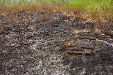 Orman yangını. Kuru ot ve ağaçlardan oluşan yanan tarlalar. Sıcak rüzgârlı havadan kaynaklanan vahşi ateş. Yanmış çimenlerin külleri. Sahada yanmış kuru otları kapatın. Ekolojik sorun