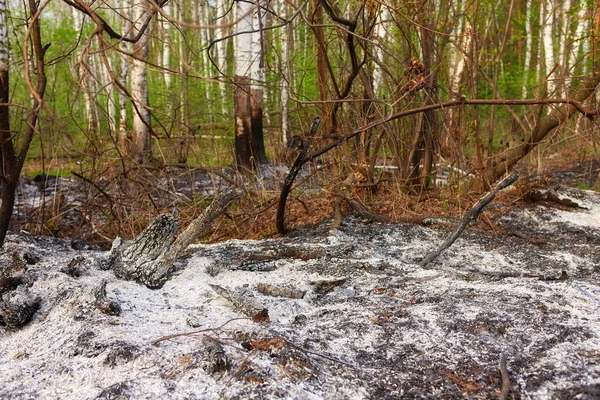 森林大火烧毁了植被.只剩下灰烬和灰烬. — 图库照片