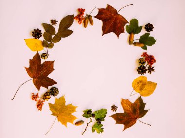 Balkabağından, güz meyvelerinden, kuru yapraklardan, meşe palamudundan, kozalaklardan, pastel arka planda anason yıldızından yapılmış bir çelenk. Sonbahar konsepti. Düz konum, üst görünüm, kopyalama alanı. Tonlanmış görüntü. Klasik stil.