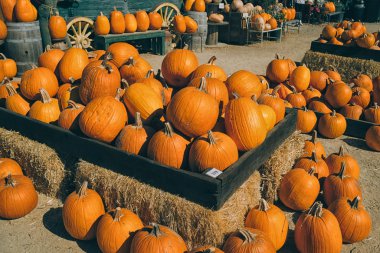 Bir rustik sonbahar natürmort saman içinde organik kabak ile.