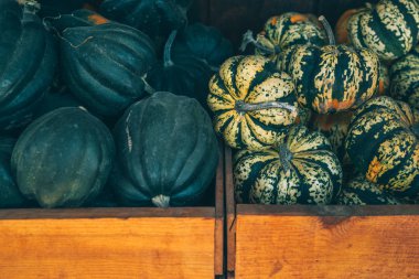 Kabak yama çiftçi pazar ortamında kabak görüntülenmesi.