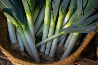 Çiftçi pazarında organik sebze tezgahı ve bahçeden taze sebze satışı. Sonbahar organik sebzeleri. Biyolojik, sağlıklı yiyecekler. Taze, mevsimlik biçilmiş sebzeler. Tarım ürünleri.