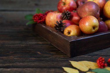 Şükran Günü 'nde böğürtlenler, sonbahar yaprakları, elmalar ve koniler olur. Sonbahar Şükran Günü mevsimlik meyveleri. Doğa geçmişi. Tonu ayarlanmış resim, alanı kopyala.