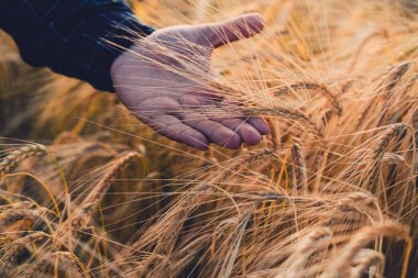 Buğday tarlası. Altın buğday kulakları yakında. Güzel gün batımı manzarası. Parlayan güneş ışığıyla kırsal bir manzara. Erkek el altın buğday kulağına dokunuyor. Zengin hasat konsepti. Tonlanmış görüntü. Yumuşak odak.