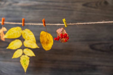 Koyu ahşap arka plan üzerinde renkli yaprakları. Fikriniz ve metin için sonbahar çerçevesi. Eski bir tahta üzerinde sarı, kırmızı, turuncu yaprakları ile çalılar Sonbahar kuru dalları. Sonbahar modeli. Tonlu görüntü.