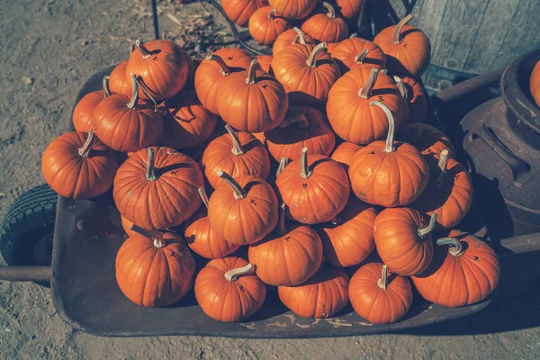 Wagen Mit Herbstlich Geschnitzten Kürbissen Zum Verkauf Auf Dem Kürbismarkt — Stockfoto