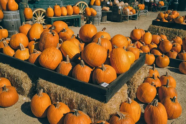 Ein Rustikales Herbststillleben Mit Bio Kürbissen Heu — Stockfoto