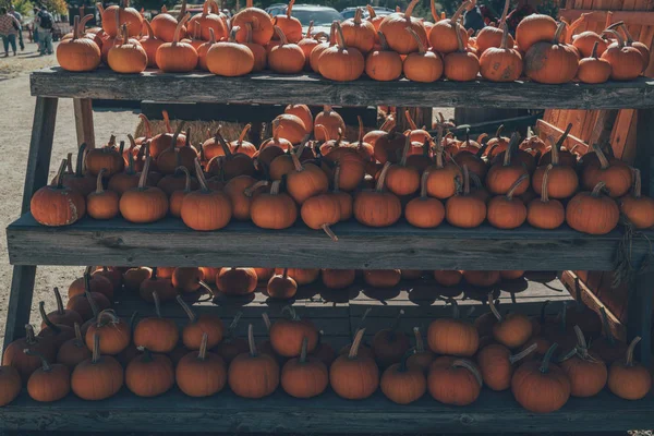 Action Grâce Avec Des Citrouilles Sur Une Étagère Bois Marché — Photo