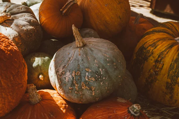 Pumpa Stjälkar Jordbruk För Höstskörd — Stockfoto