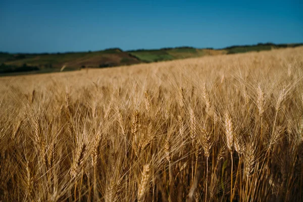 Vetefält Toscana Italien Europa Landsbygdsmiljö Bakgrund Till Mognad Vetefält Rikt — Stockfoto