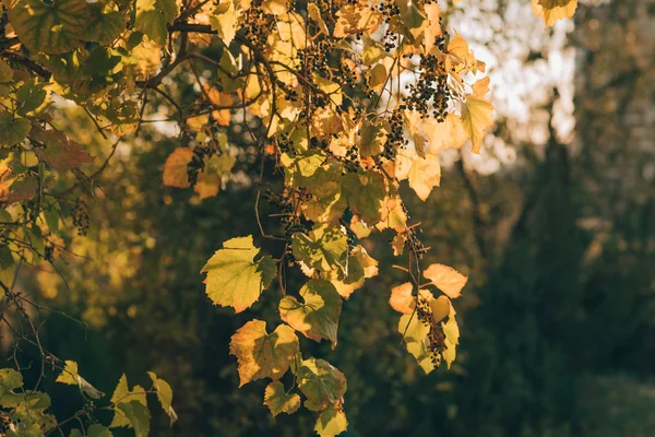 Schöne Gelbe Blätter Auf Herbst Natur Hintergrund Herbstblätter Der Sonne — Stockfoto