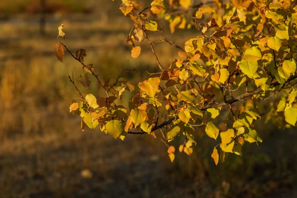 Herfst Bladeren Versieren Een Prachtige Natuur Bokeh Achtergrond Met Bos — Stockfoto