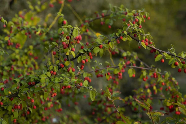 Осенние Листья Ягоды Природе Осень Саду Красивый Осенний Пейзаж Листьями — стоковое фото