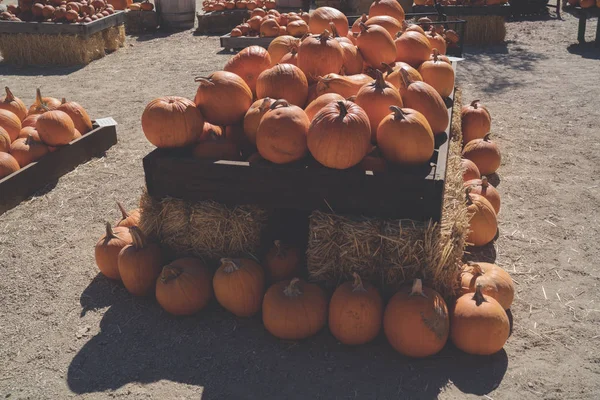 Ein Rustikales Herbststillleben Mit Bio Kürbissen Heu — Stockfoto