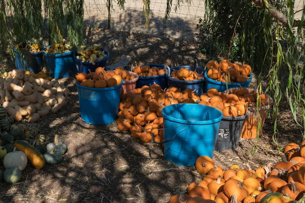 Pumpkin picking. Pumpkins in a pumpkin patch autumn, halloween.