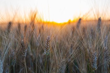 Gün batımında altın buğday tarlası, kırsal kırsal. Alan üzerinde güzel sabah gündoğumu.