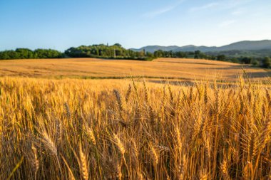 Altın buğday, günbatımında, kırsal kesimde ağaçla panorama uçtu. Buğday kulakları yakında. Güzel doğa gün batımı manzarası. Toskana 'da altın sonbahar. İtalya. Europa.
